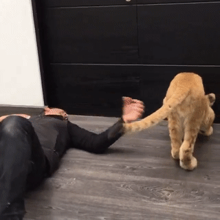 아기사자.gif에 대한 이미지 검색결과